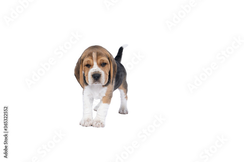 Portrait of a beagle dog pup standing isolated against a white background