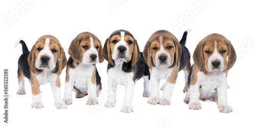 Panorama of five beagle dog pups standing and sitting isolated against a white background