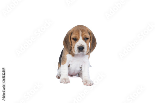 Portrait of a beagle dog pup sitting isolated against a white background