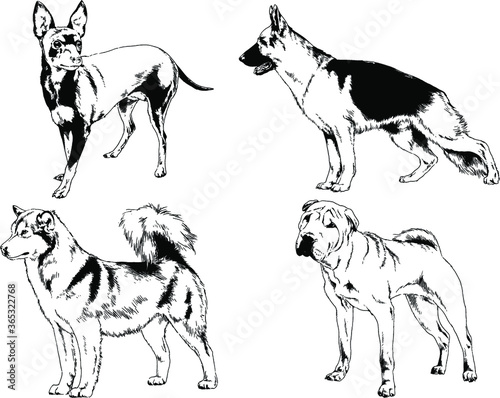 vector drawings sketches pedigree dogs and cats  drawn in ink by hand   objects with no background