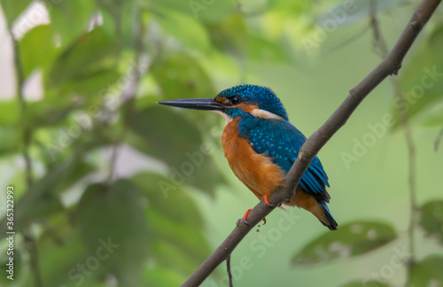 A little kingfisher on the branch of a tree .