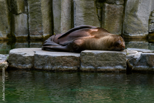 Fur seal lies on a stone in a zoo.