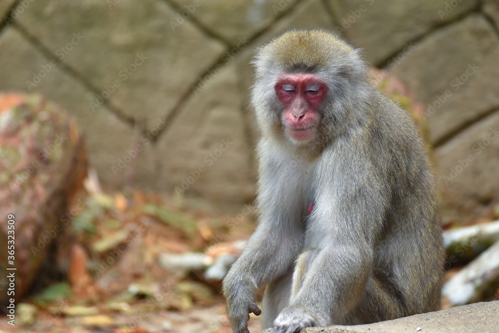 The Japanese macaque also known as the snow monkey,