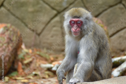 The Japanese macaque also known as the snow monkey, © DS light photography