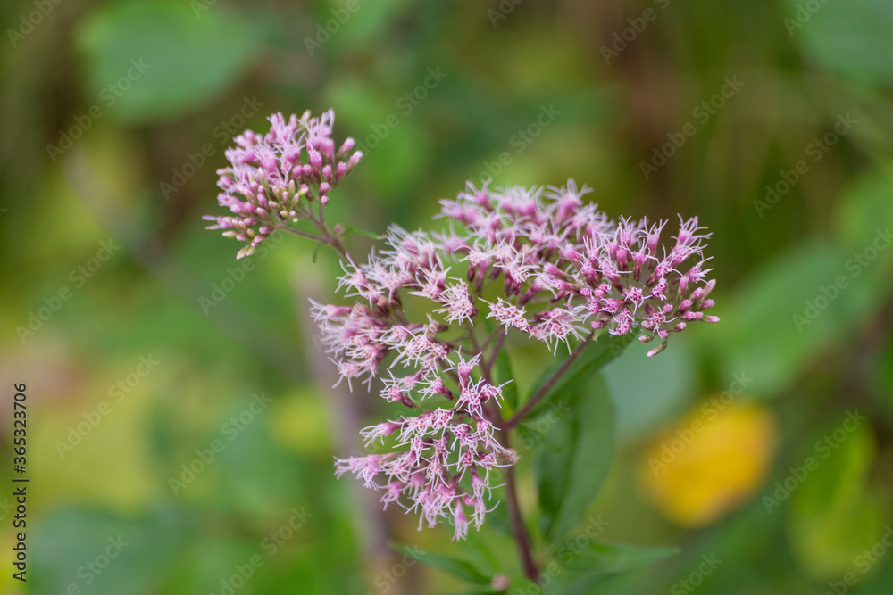Boneset flowers closeup. Medical herbs series. Boneset flowers closeup. Medical herbs series.