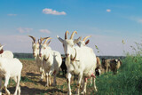 flock of goats and sheep graze on the field