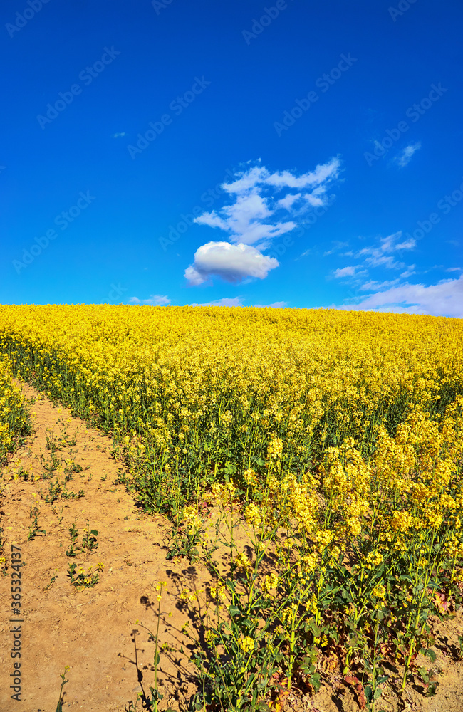 Paths on a rapeseed field under a blue sky with white clouds.