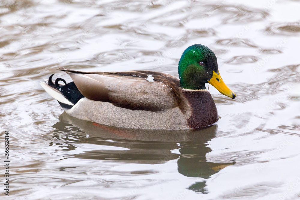 Fototapeta premium Male of mallard ducks at the local pond.