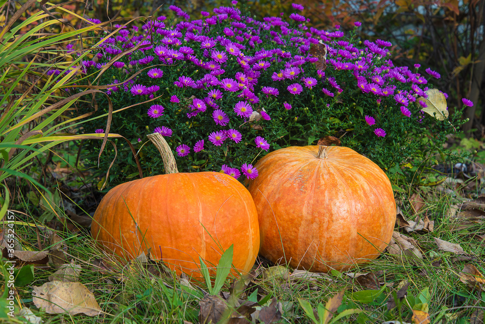 Obraz premium Autumn gardening concept. Two orange pumpkins near the blooming purple flowers on sunny day