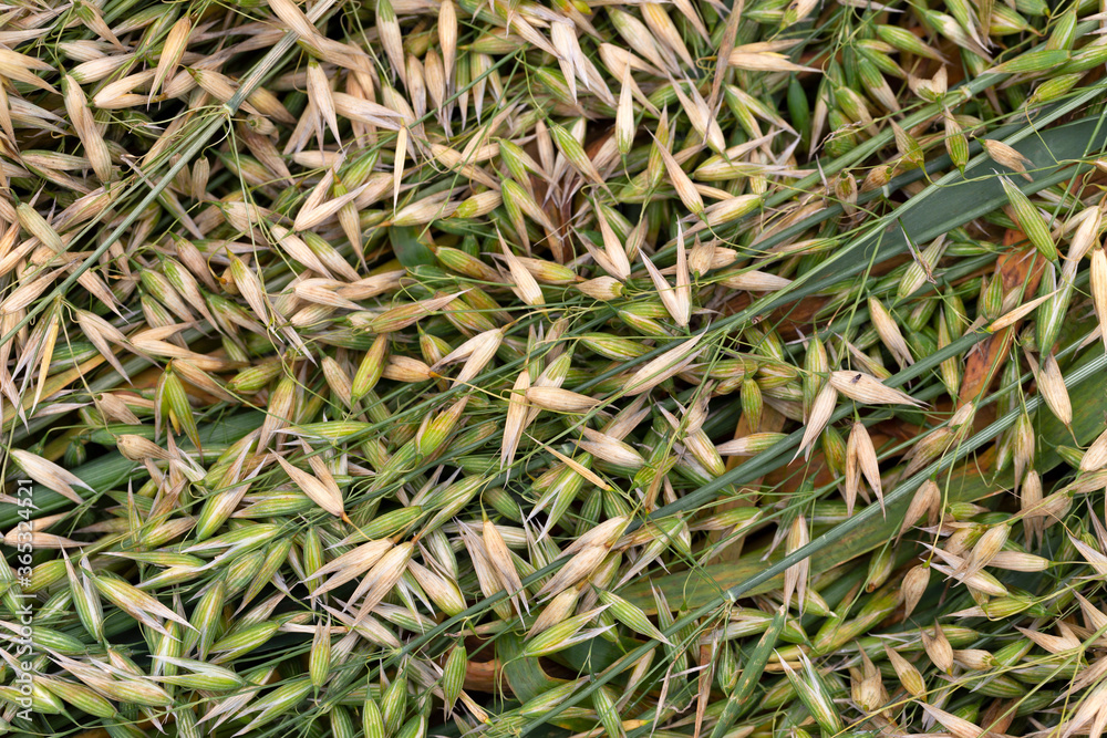 Detail of the green Oat Spike 