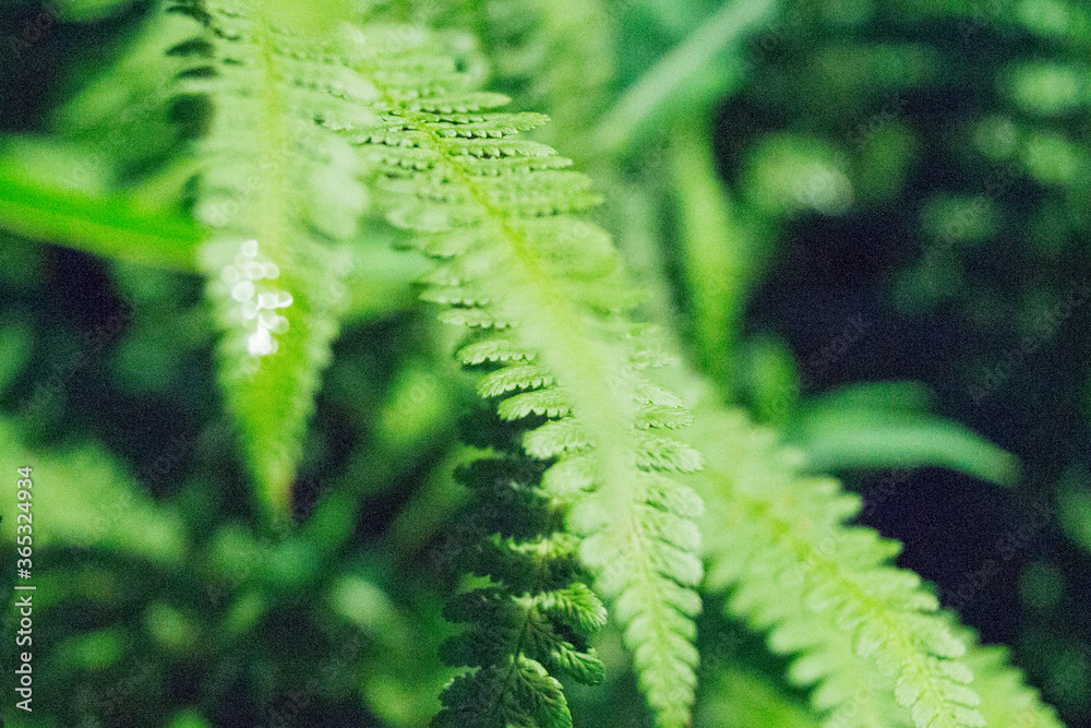 green fern leaves after rain in the evening