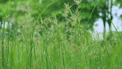 Cyperus polystachyos Roxb plants photo