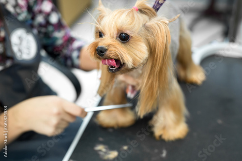 Female groomer haircut yorkshire terrier on the table for grooming in the beauty salon for dogs. Toned image. process of final shearing of a dog's hair with scissors photo