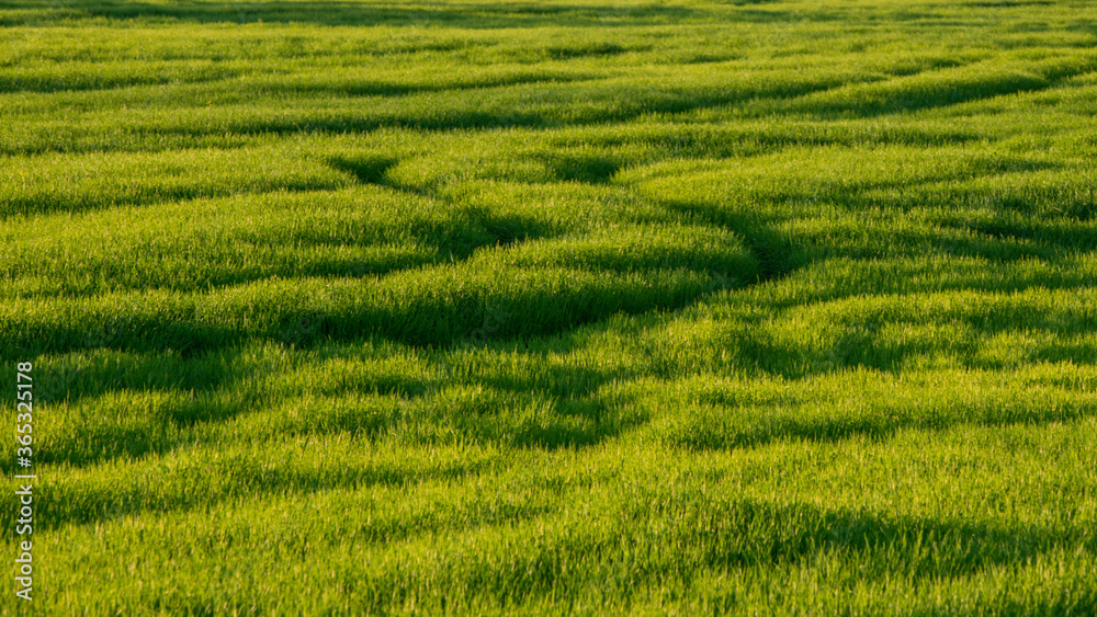 green succulent grass on the field