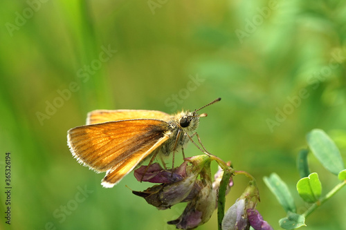 Schmetterling - Rostfarbiger Dickkopf auf einer Blume © Revilo Lessen