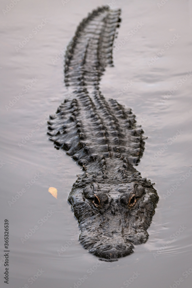 A partially submerged alligator swimming directly at the camera with a menacing look - obrazy, fototapety, plakaty 