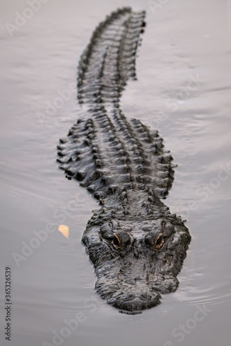 Foto A partially submerged alligator swimming directly at the camera with a menacing
