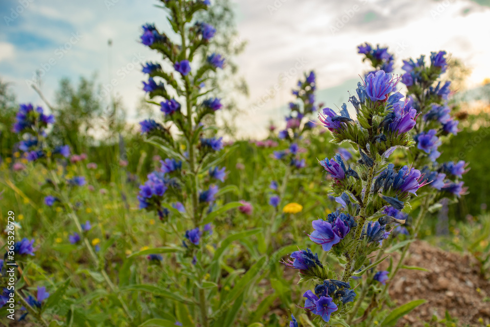 Fototapeta premium Beautiful purple Echium against a background of meadow grass and a beautiful sky.