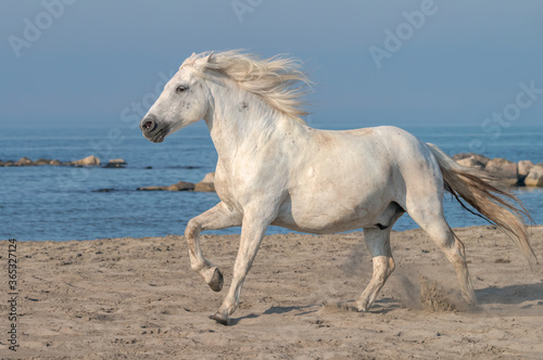 White Horse Running on the Beach, Kicking up Sand