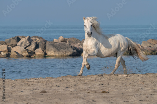 White Horse Running on the Beach  Kicking up Sand