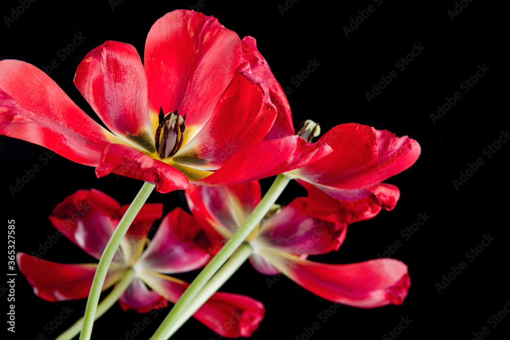Bright red blossoming tulips on a black background