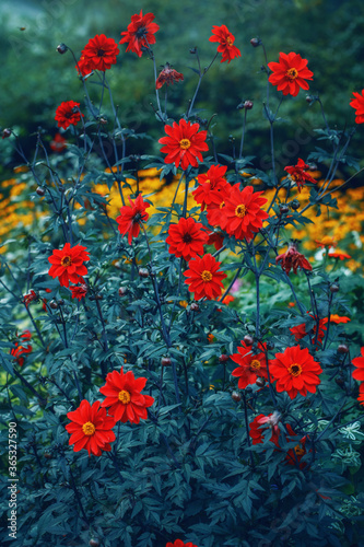 Beautiful red dahlia flowers on blue green background. Dark art moody floral. Beauty in nature. Natural floral ecological wallpaper backdrop. Beautiful garden orchard with red flowers.