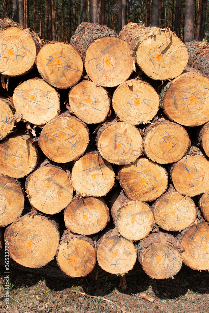 Bigh bright pile of fresh cutted wood in the deforested forest. Wood background / texture / pattern / wallpaper
Bigh bright pile of fresh cutted wood in the deforested forest. Wood background / texture / pattern / wallpaper
