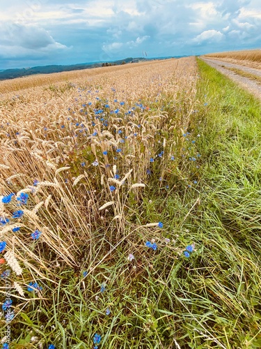 Goldenes Getreidefeld neben grüner Wiese, davor Wildblumen photo