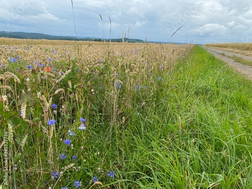 Getreidefeld neben grüner Wiese, davor Wildblumen