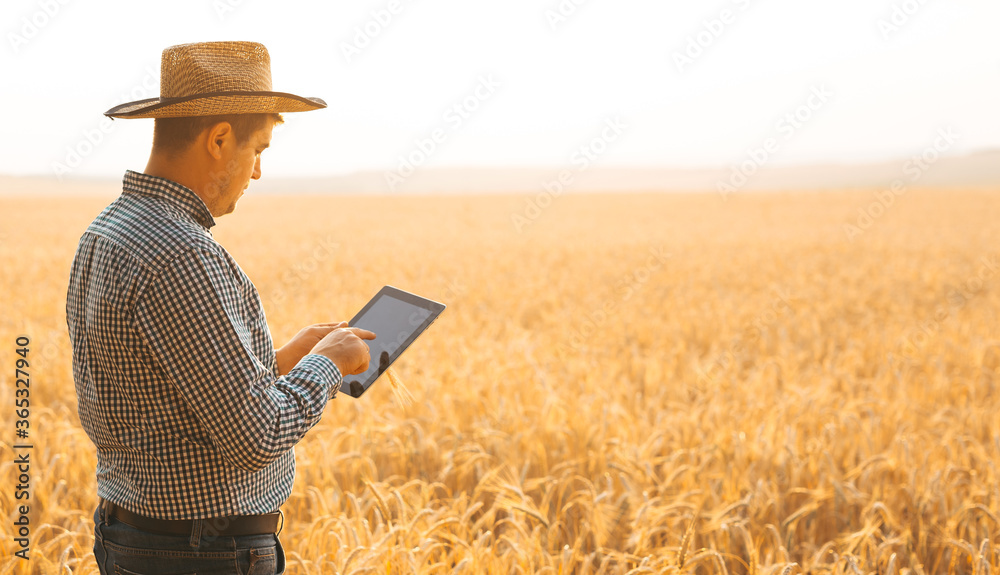 Caucasian farmer checking wheat field progress with tablet using internet. Agriculture and harvesting concept. Caucasian farmer checking wheat field progress with tablet using internet. Agriculture and harvesting concept.