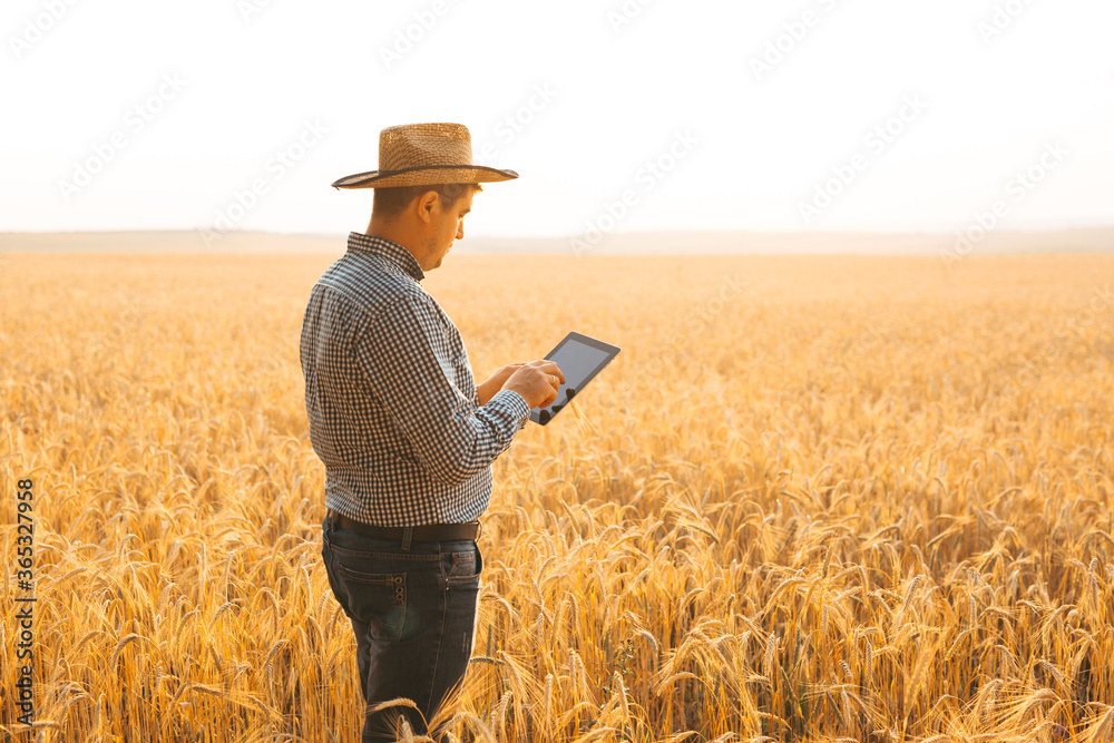 Farmer checking the field of cereals and sends data to the cloud from the tablet. Smart farming and digital agriculture concept. Farmer checking the field of cereals and sends data to the cloud from the tablet. Smart farming and digital agriculture concept.