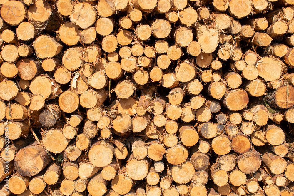 Bigh bright pile of fresh cutted wood in the deforested forest. Wood background / texture / pattern / wallpaper
Bigh bright pile of fresh cutted wood in the deforested forest. Wood background / texture / pattern / wallpaper