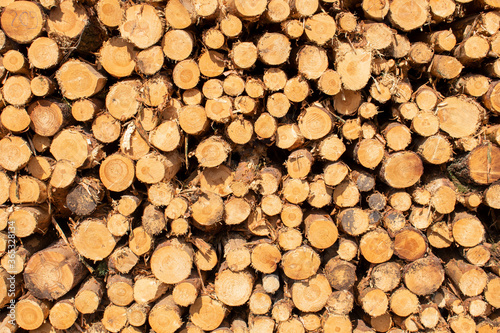 Bigh bright pile of fresh cutted wood in the deforested forest. Wood background / texture / pattern / wallpaper 