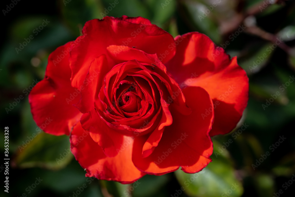 Garden Rose Flower, Variety 'Impatient'