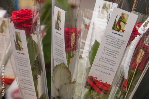 Day of the rose and the book, Sant Jordi, Catalonia (Spain)