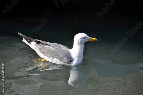 Seagull - Gaviota