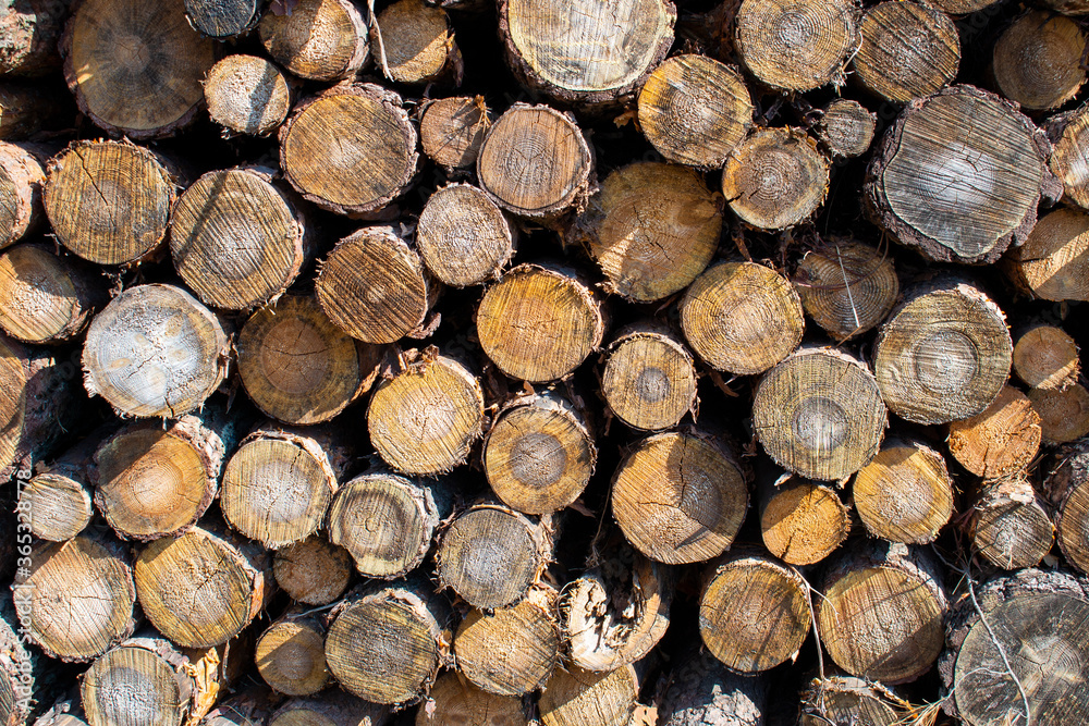 Bigh bright pile of fresh cutted wood in the deforested forest. Wood background / texture / pattern / wallpaper
Bigh bright pile of fresh cutted wood in the deforested forest. Wood background / texture / pattern / wallpaper