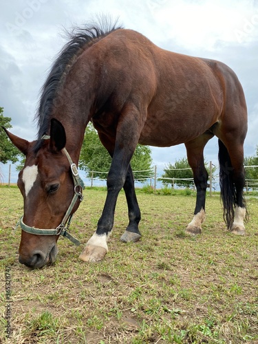 Braunes Pferd mit wei  en Socken auf Weide