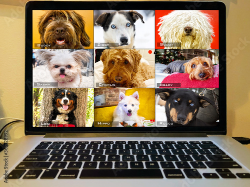 Fotografija Dogs appear to use social media to communicate face to face using a laptop