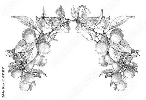 sketch of apple branches on a white background. branches down. engraving or drawing.