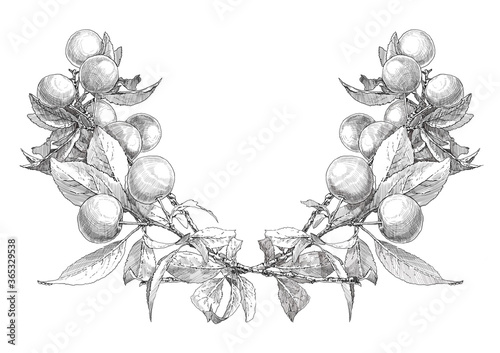 sketch of apple branches on a white background. branches up. engraving or drawing.