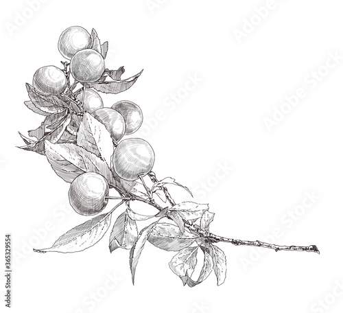sketch of an apple branch on a white background. drawing and engraving