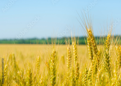 Wheat field. Ears of wheat close-up.