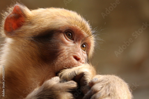 monkey
