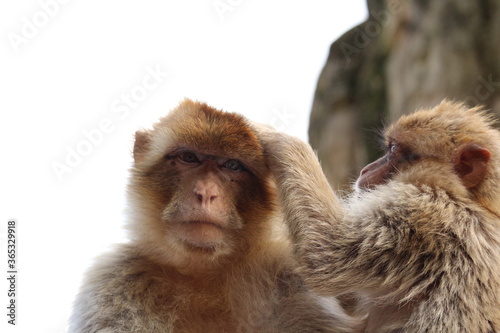 monkey