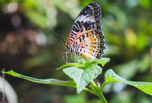 butterfly