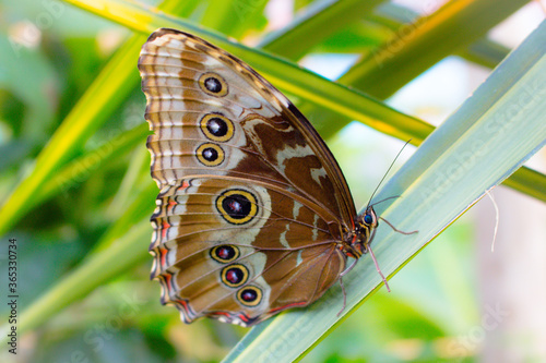 butterfly