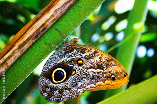 butterfly