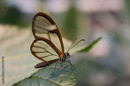 butterfly
