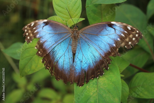 butterfly